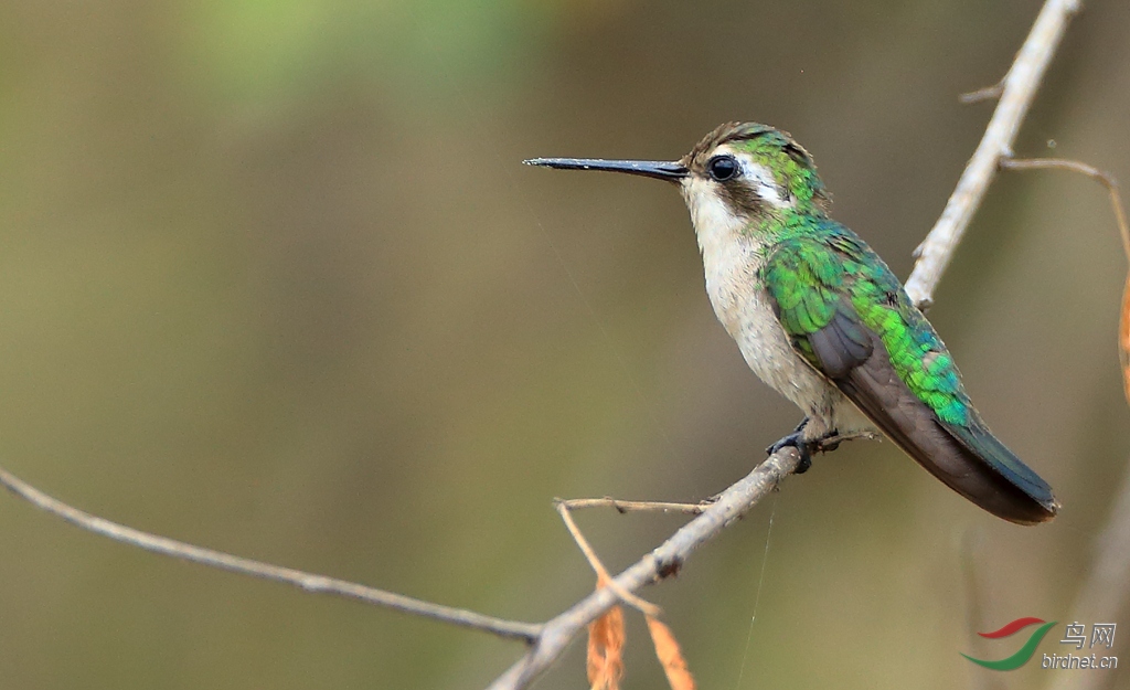��������Red-billed Emerald
