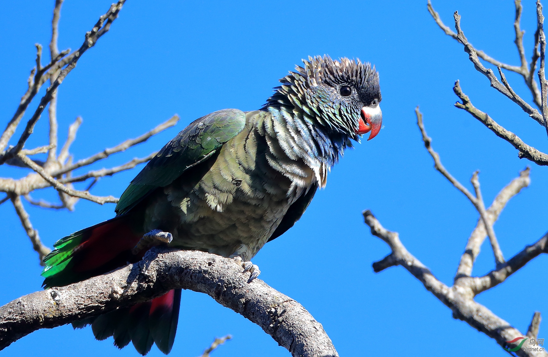 �����и�Red-billed Parrot