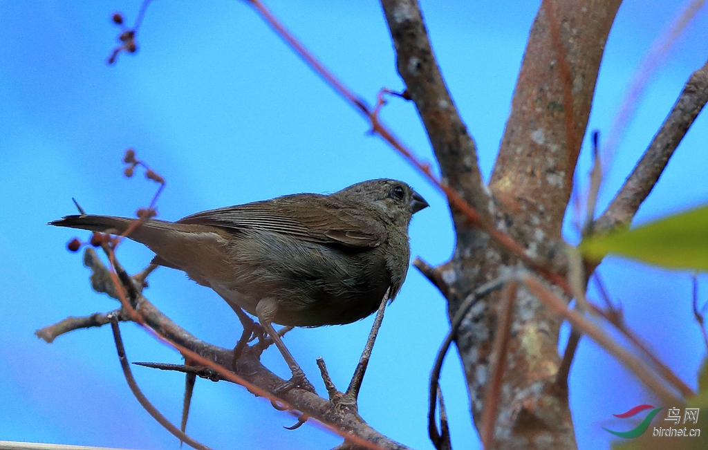 ������ȸThick-billed Seed-Finch
