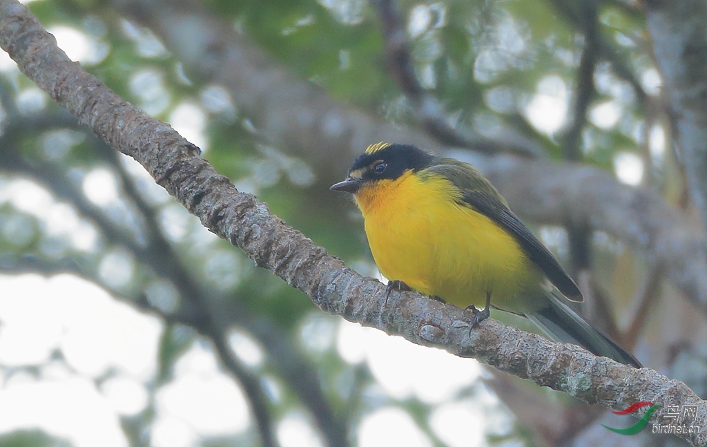 �ƶ��ݺYellow-crowned Redstart�����У�