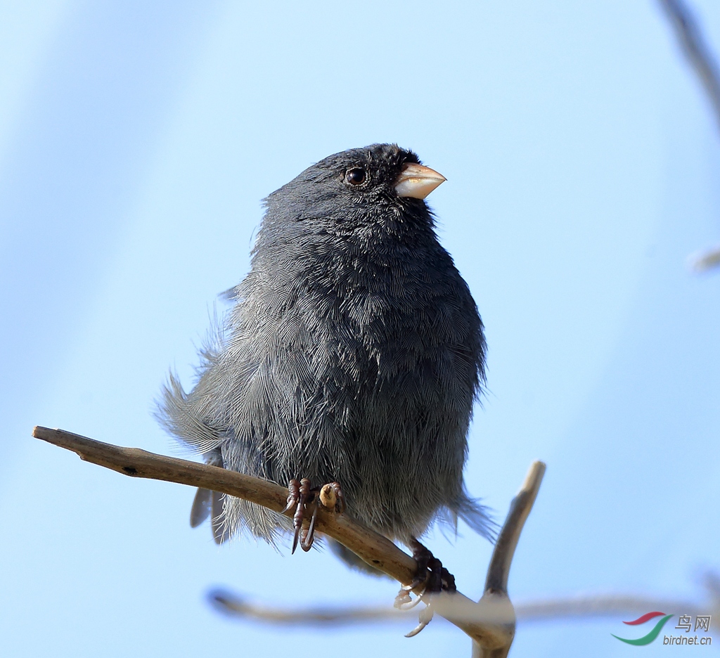 ��������ȸParamo Seedeater