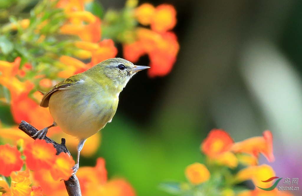 �ҹڳ�ɭݺTennessee Warbler
