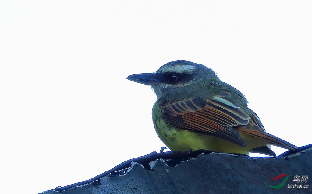 �𶥴�����lGolden-crowned Flycatcher