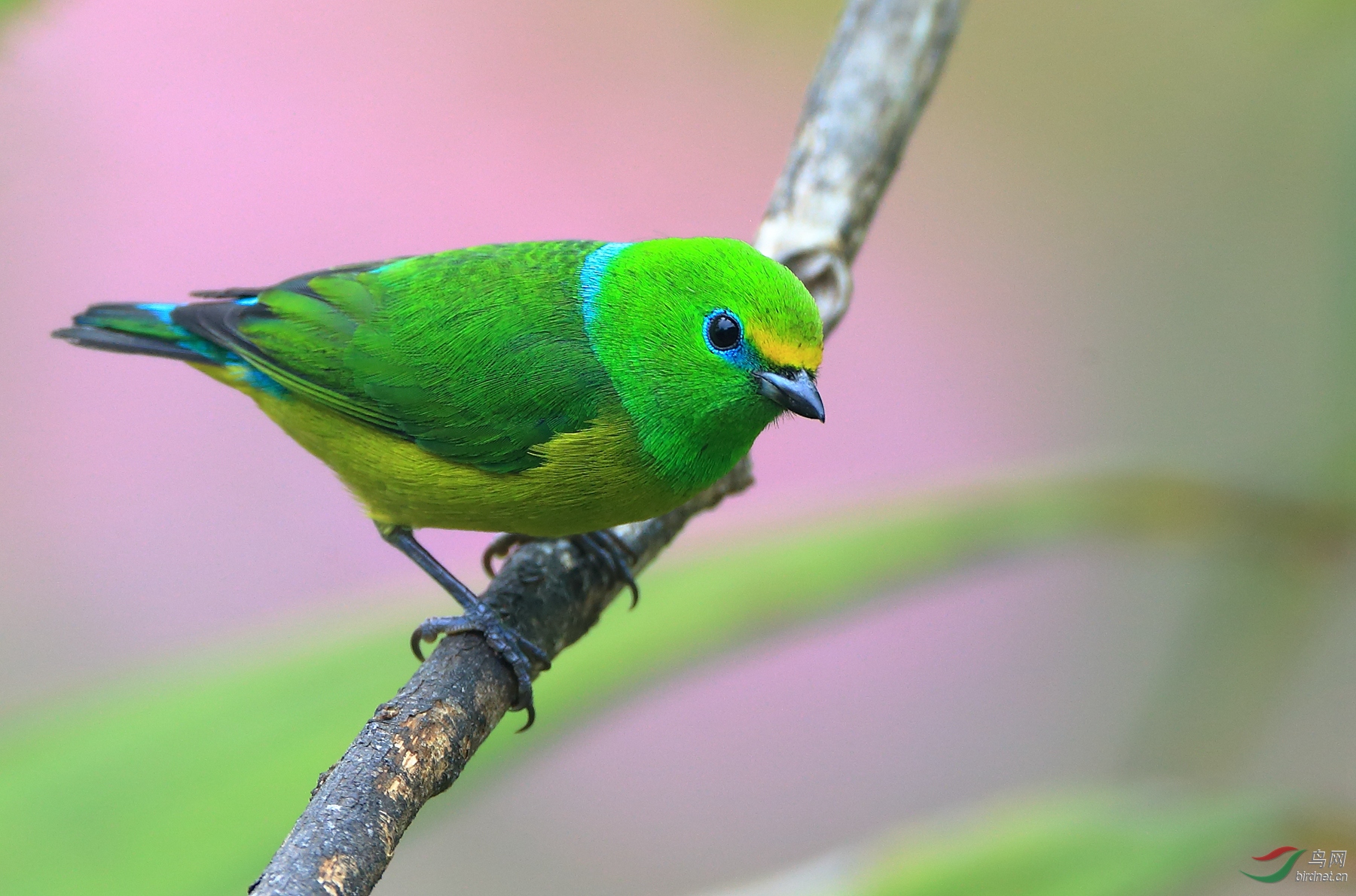 ������ȸBlue-naped Chlorophonia
