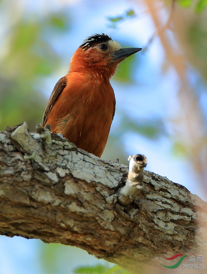 ������ľ��Chestnut Piculet