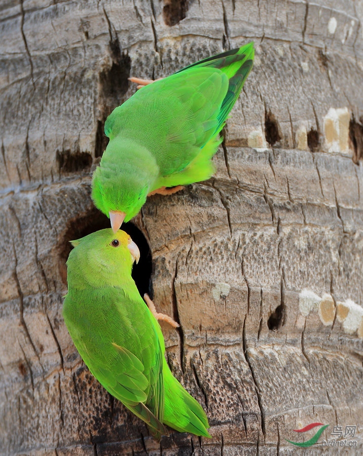 �����и�Green-rumped Parrotlet