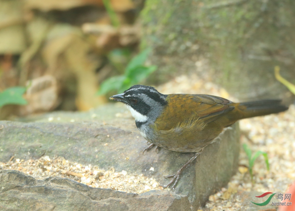 �ڻ���޴ȸSierra Nevada Brushfinch������ ��Σ��