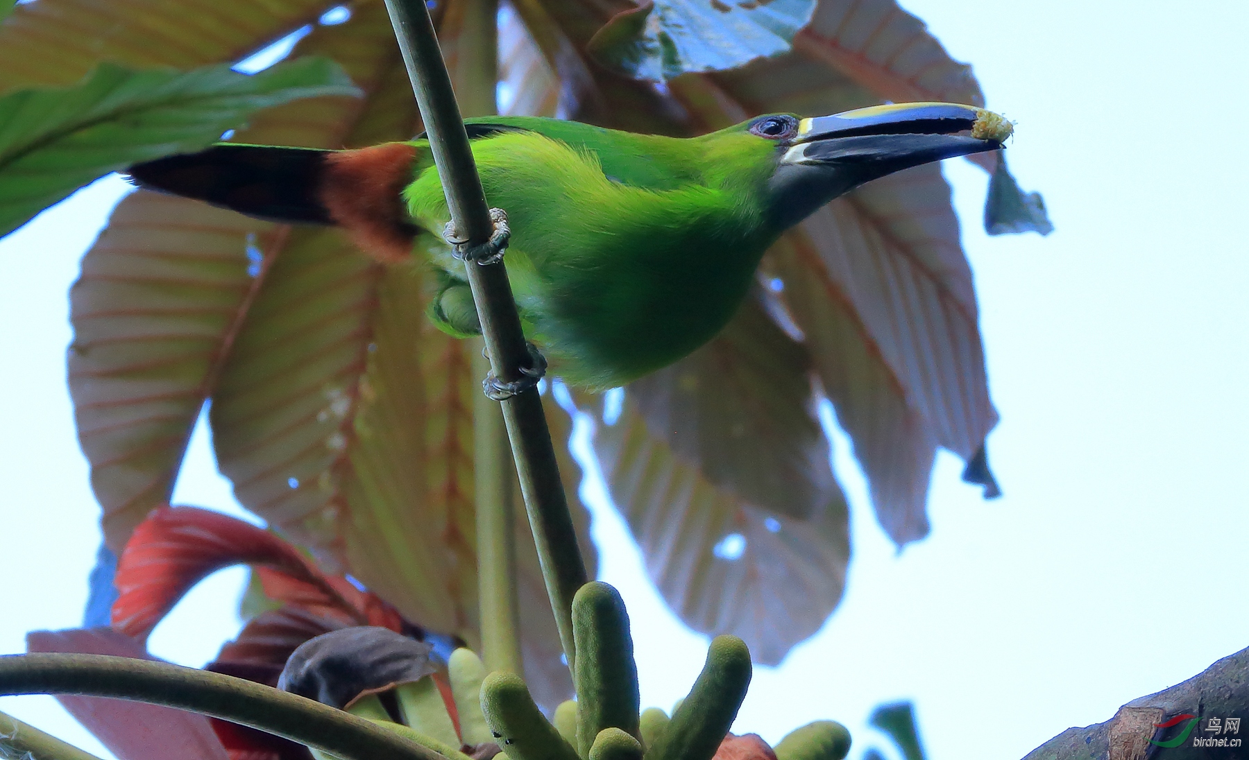 ʥ������������Santa Marta Toucanet�����У�