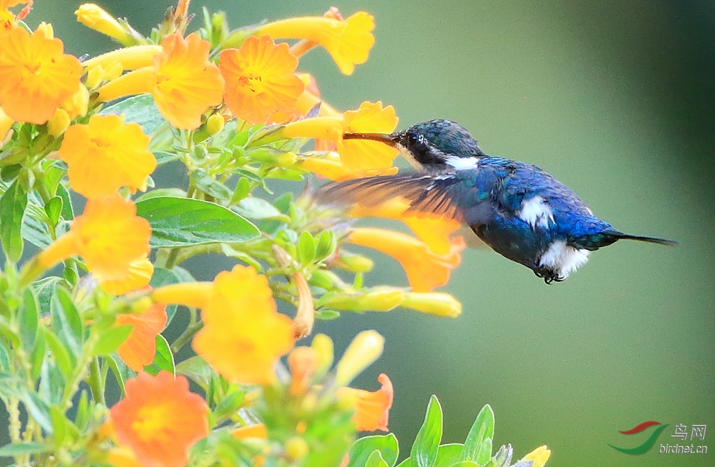 ʥ�����ַ���Santa Marta Woodstar�����У�