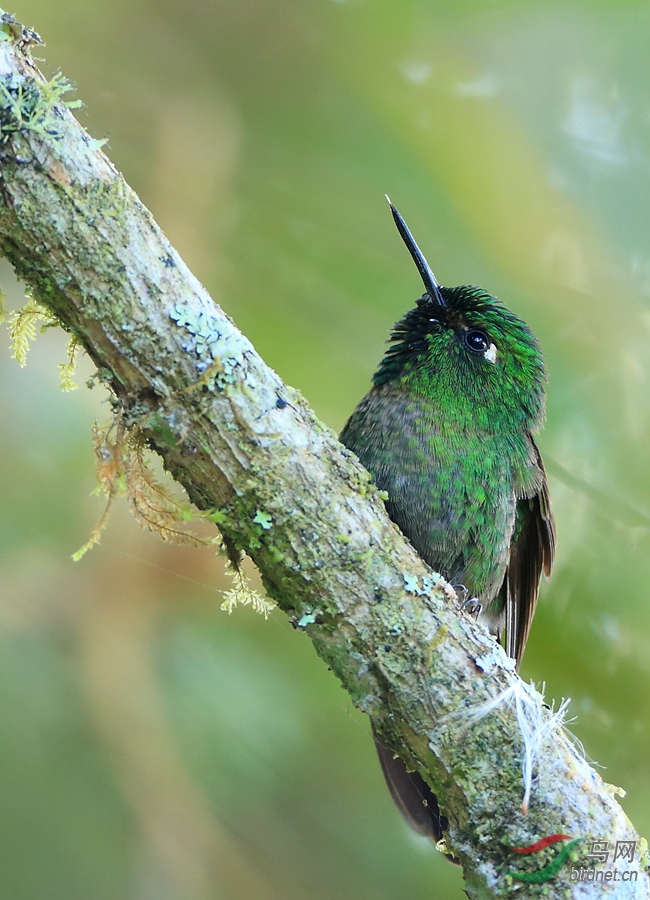 ʥ���������Santa Marta Hummingbird�����У�