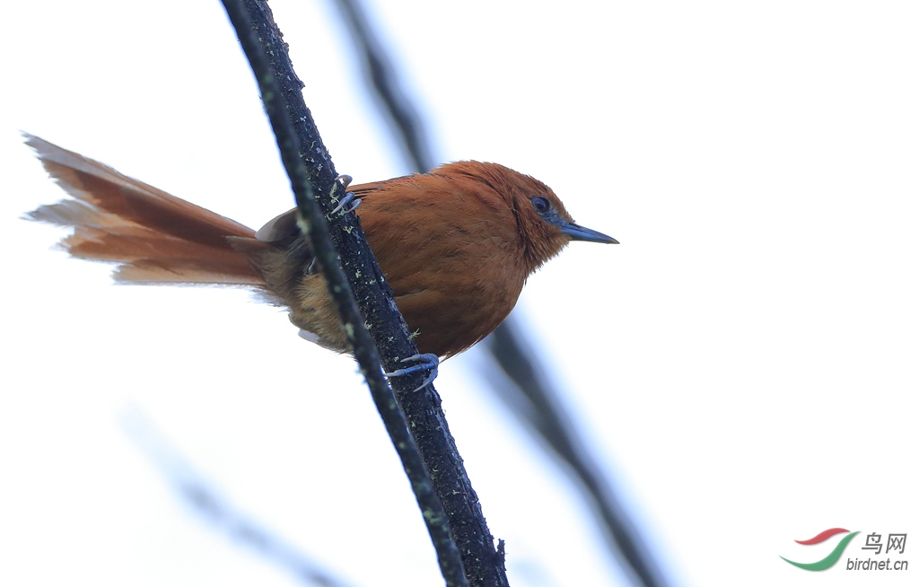 ��ͷ��βȸRusty-headed Spinetail������ ��Σ��