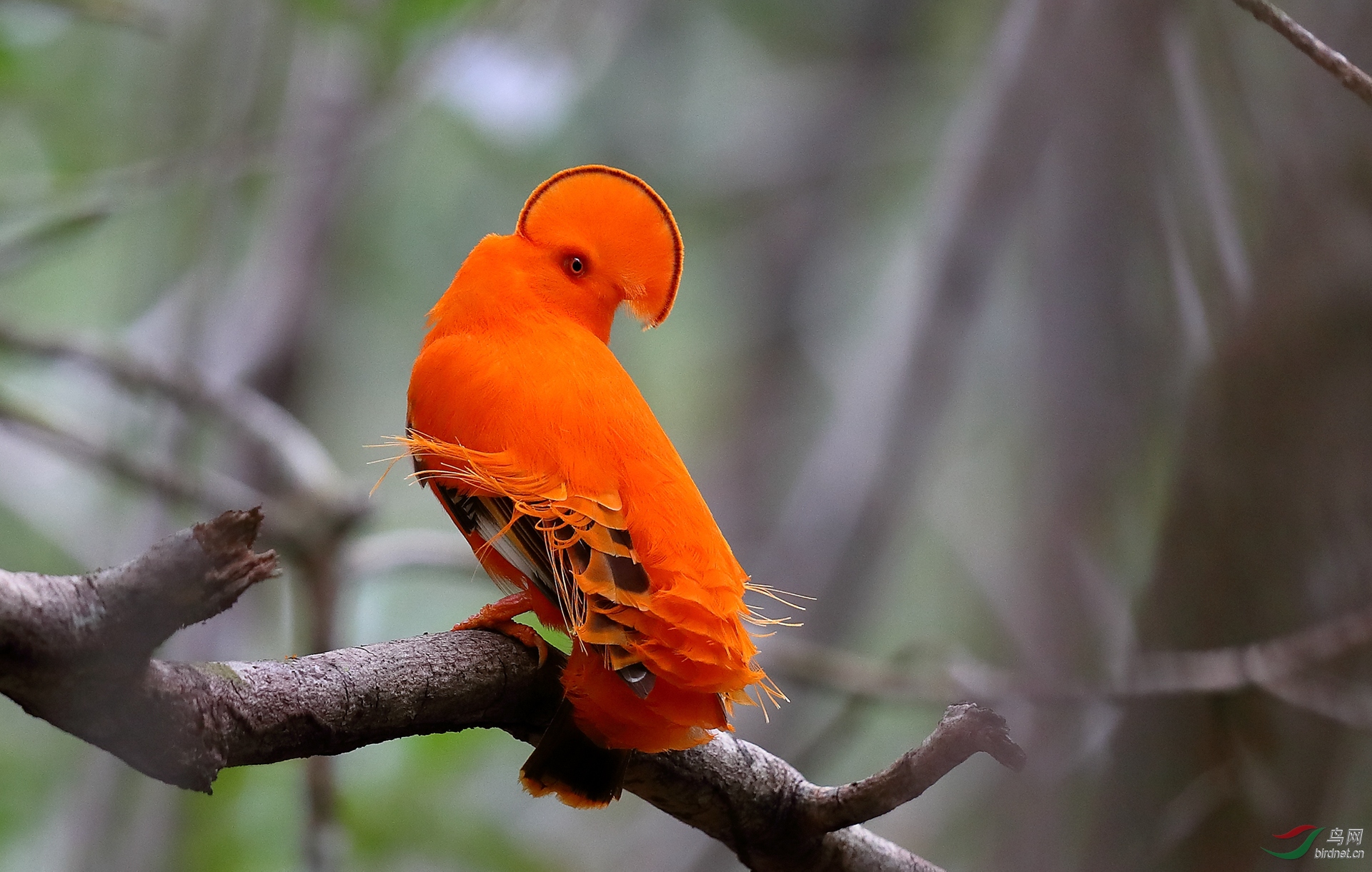 �����ǹ�ɡ��Guianan Cock-of-the-rock