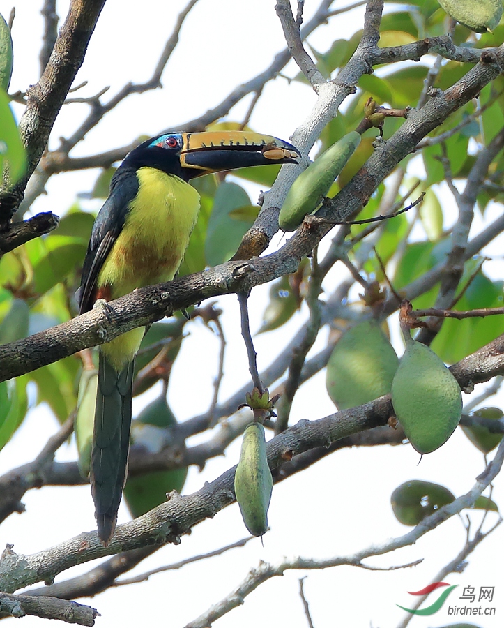 �������������Lettered Aracari