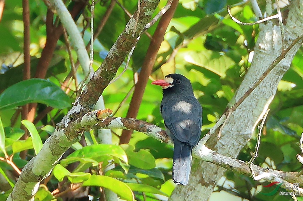 �׶����White-fronted Nunbird