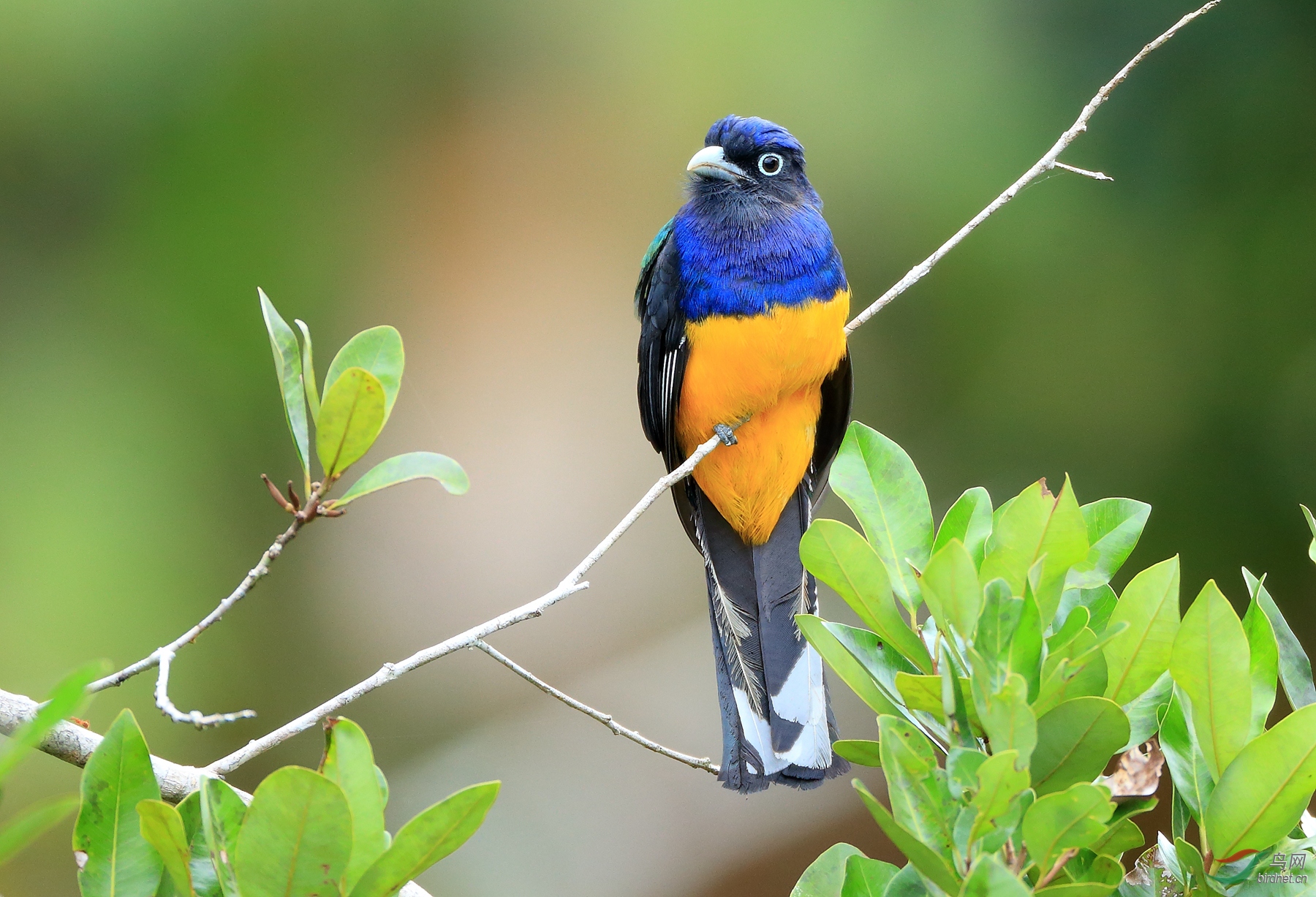 ��β����ҧ��Green-backed Trogon