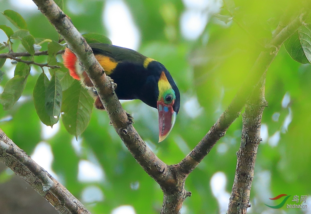 ����С������Tawny-tufted Toucanet