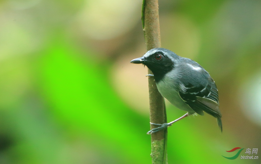 ��������Black-faced Antbird