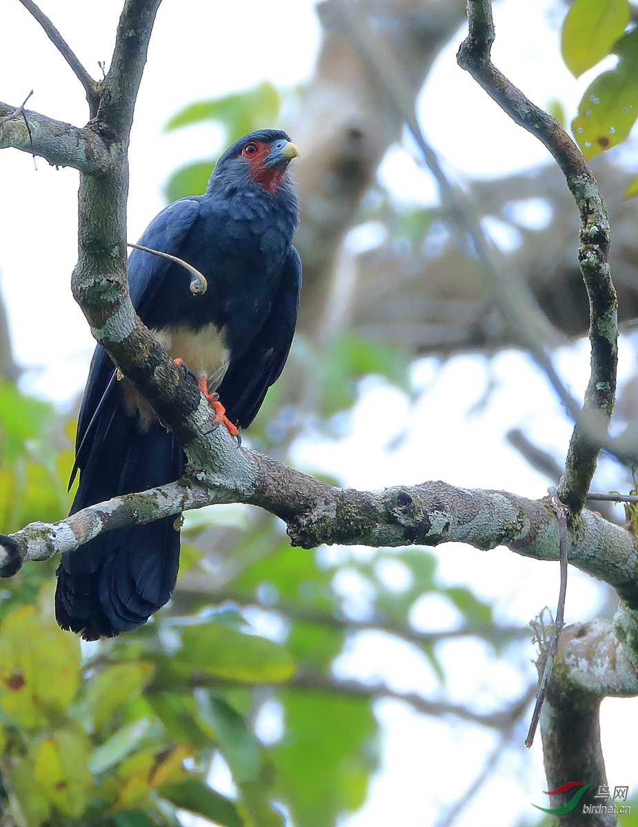 �������Red-throated Caracara