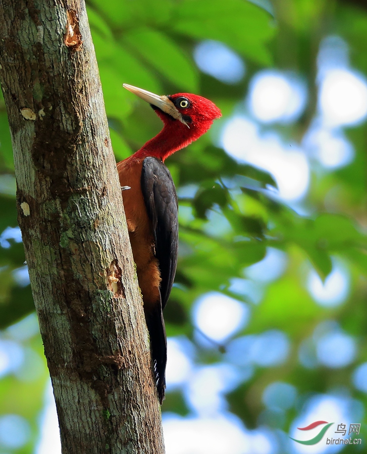 �쾱��ľ��Red-necked Woodpecker