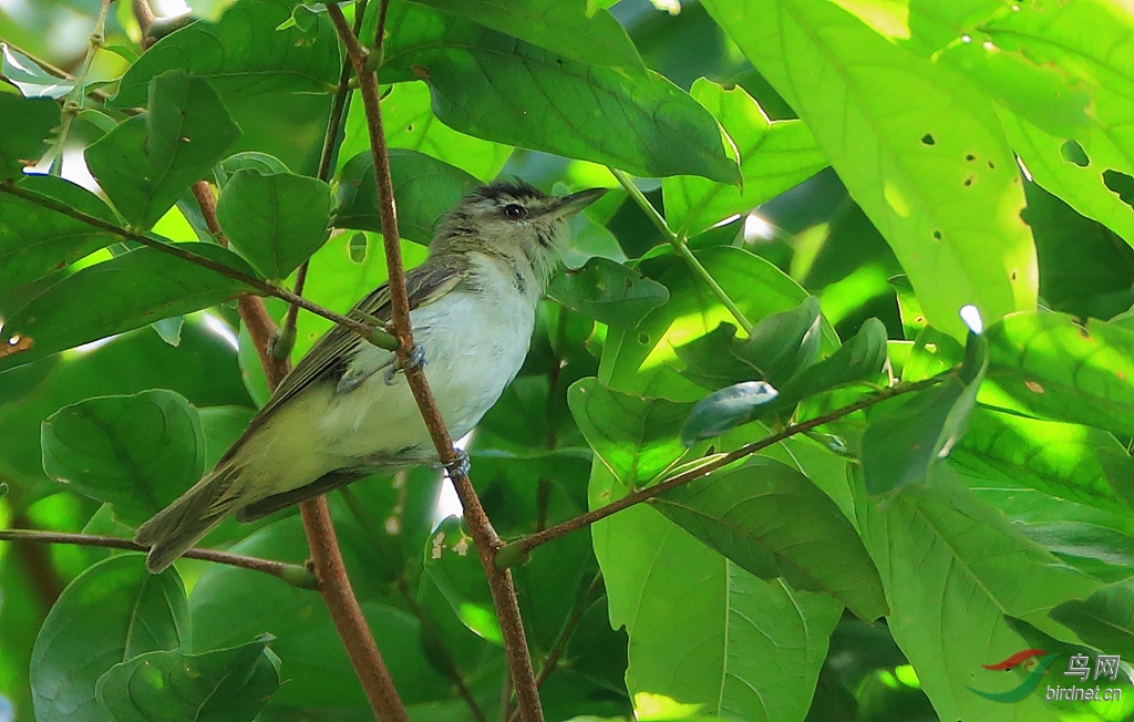 ����ݺȸRed-eyed Vireo