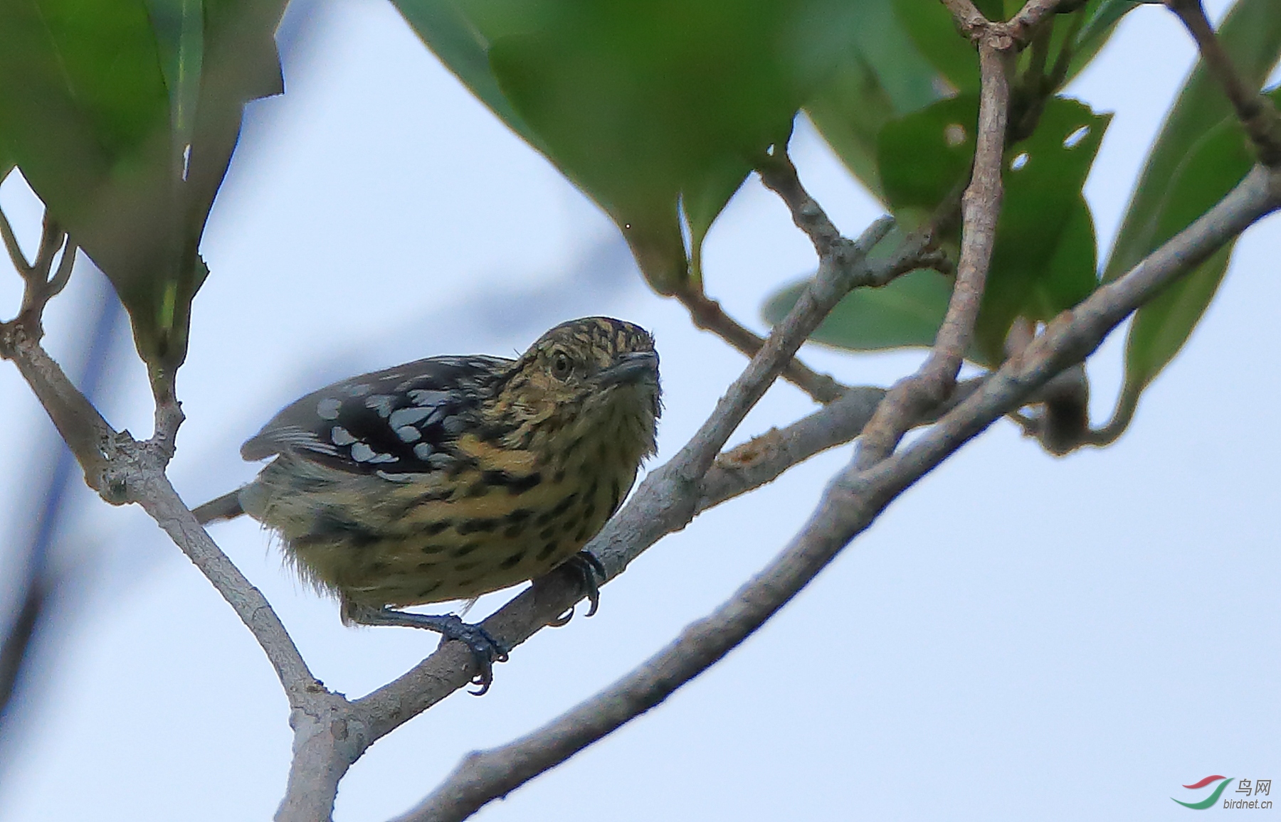 ������Cherrie's Antwren