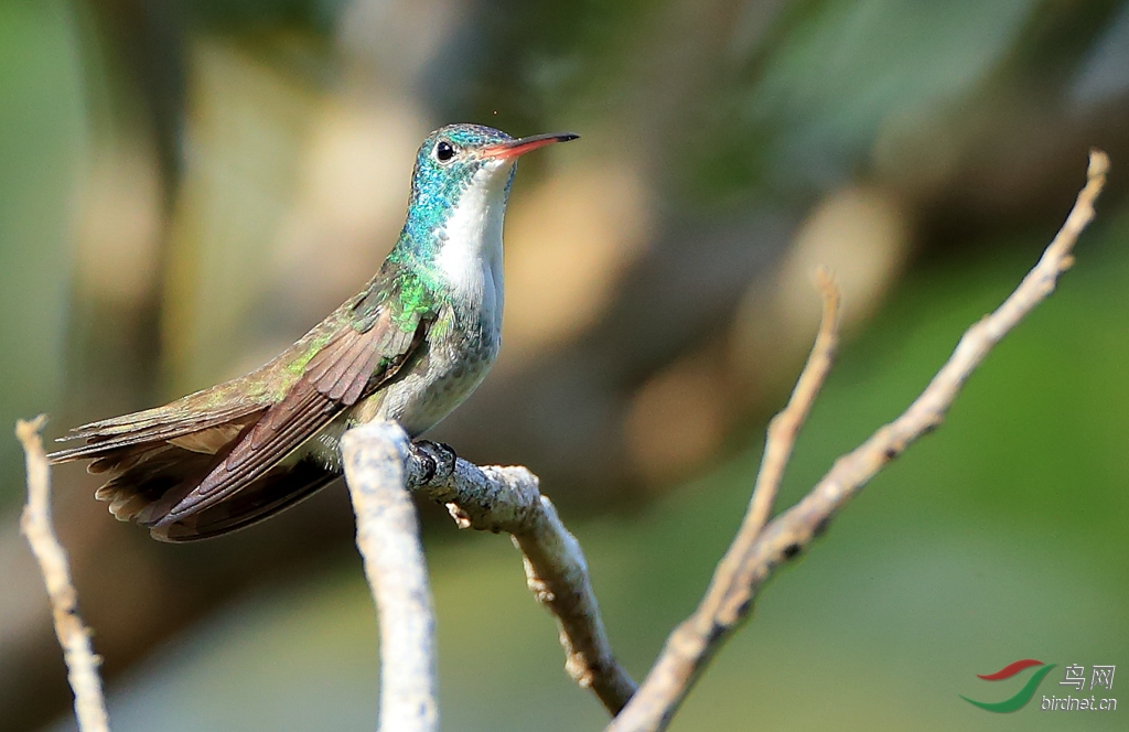 ��ʷ���Versicolored Emerald