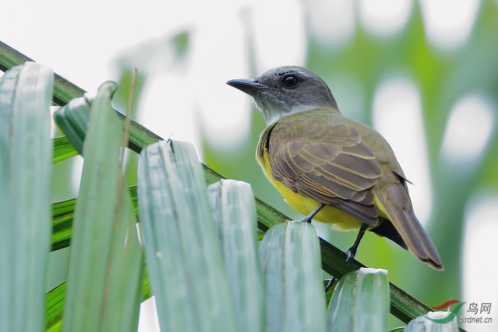 �ư׺����lSulphury Flycatcher