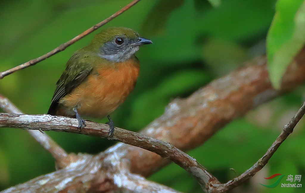 �ƶ����l��Yellow-crested Manakin