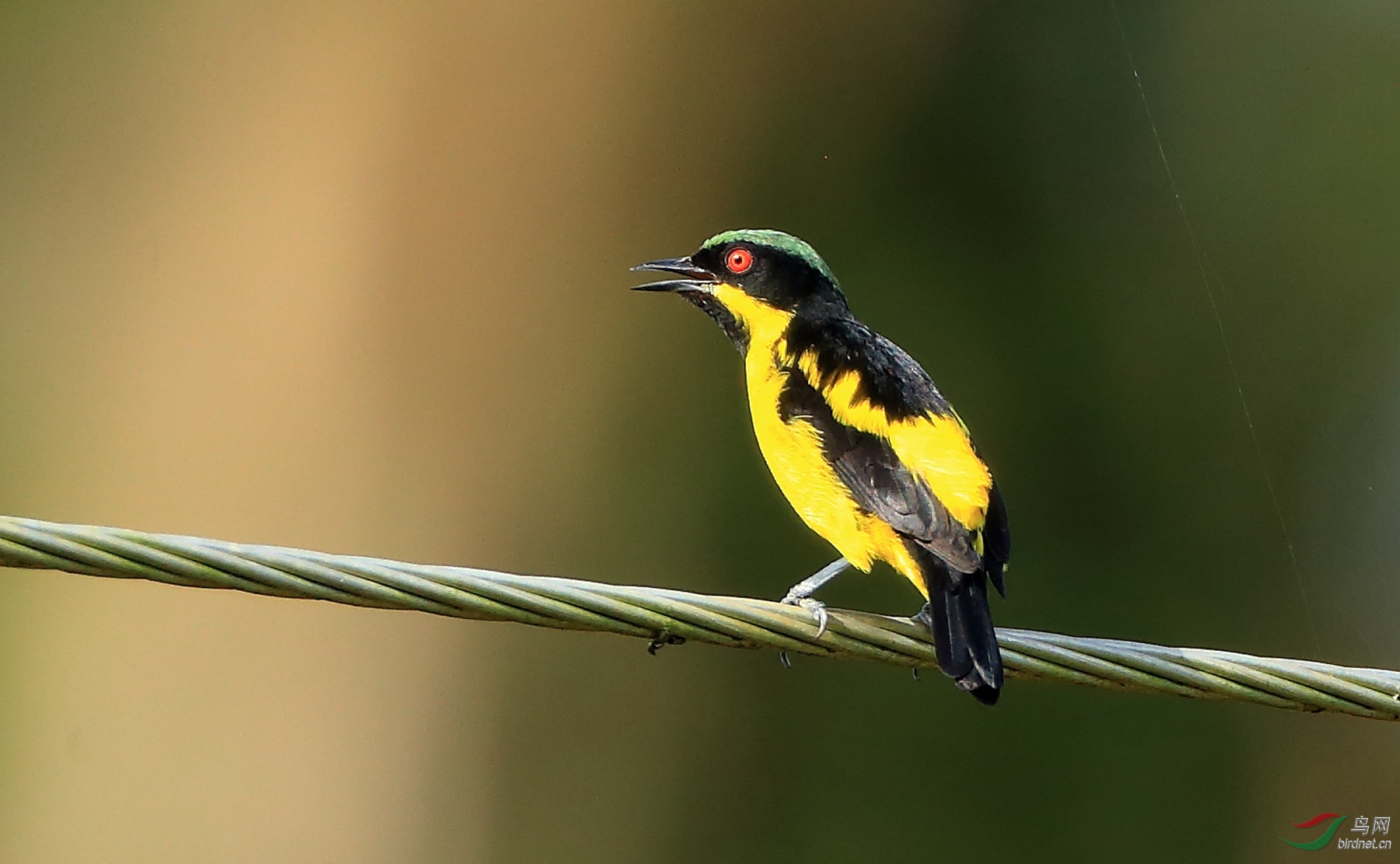 �Ƹ�׶��ȸYellow-bellied Dacnis