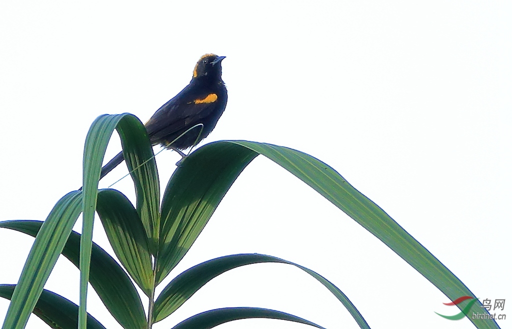 �Ƽ�����Epaulet Oriole
