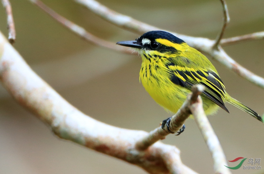 ��ü�ư��lYellow-browed Tody-Flycatcher