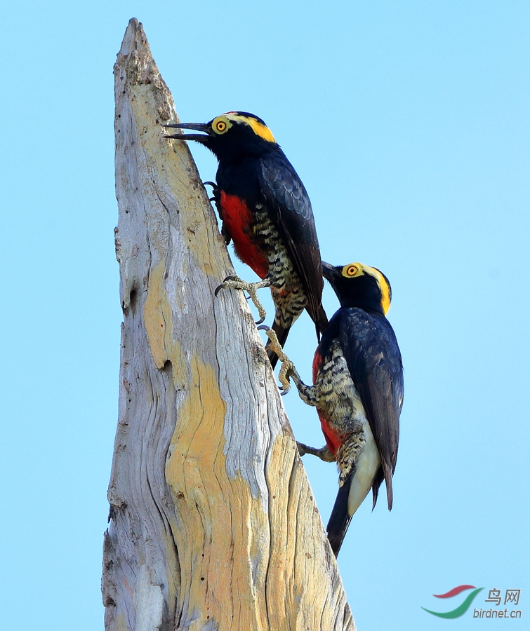 ������ľ��Yellow-tufted Woodpecker