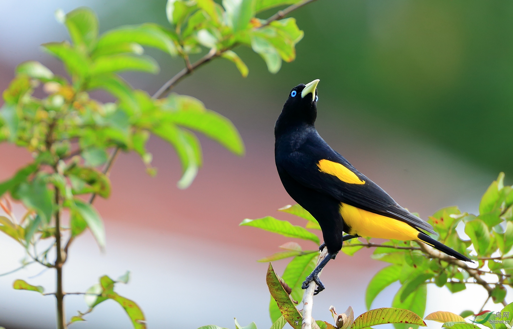 ���������Yellow-rumped Cacique