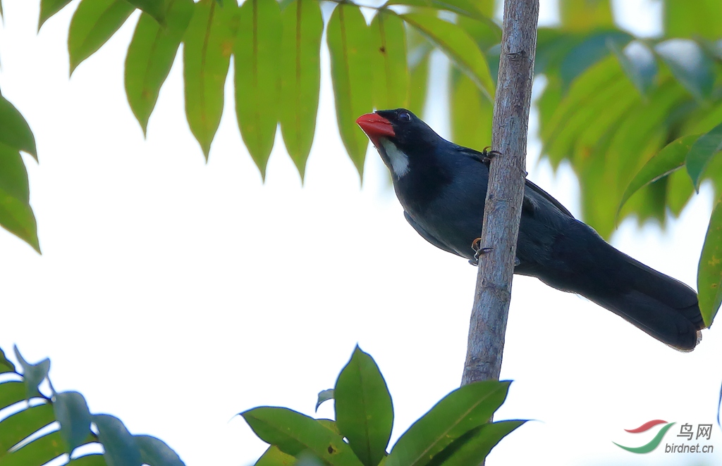 ��������ȸSlate-colored Grosbeak