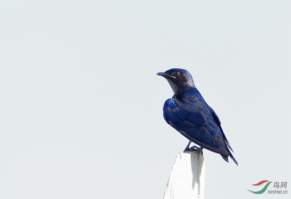 ��������Gray-breasted Martin