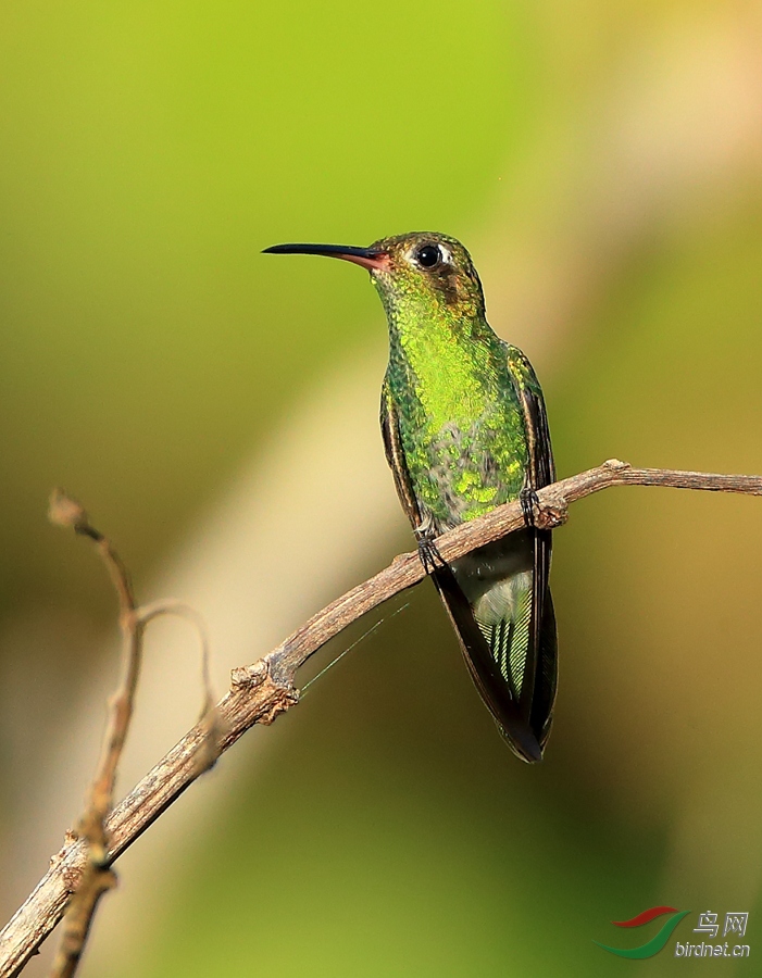 �Ժ�����Glittering-throated Emerald
