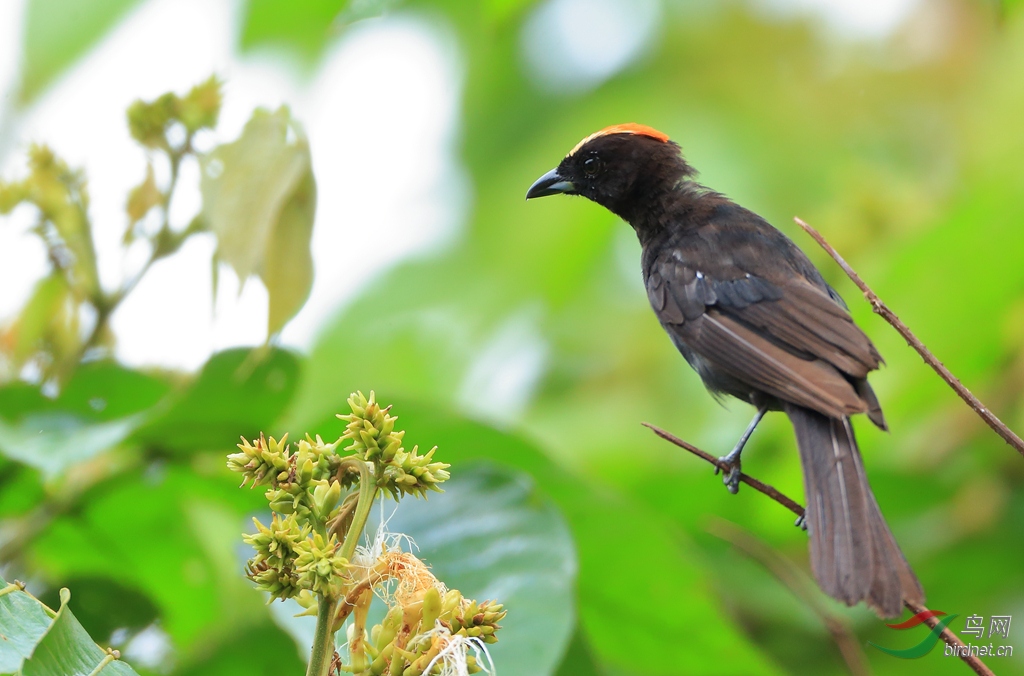 ��ں�����ȸFlame-crested Tanager