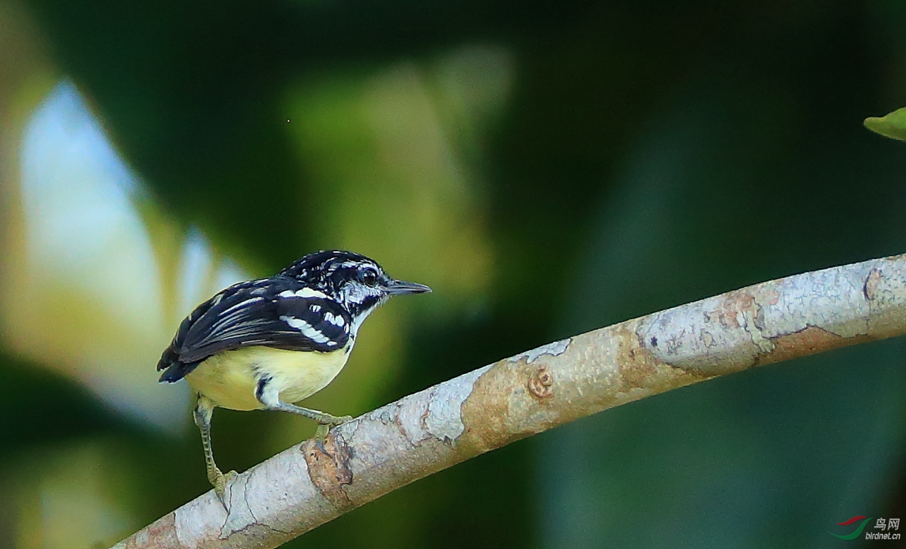 ������Pygmy Antwren