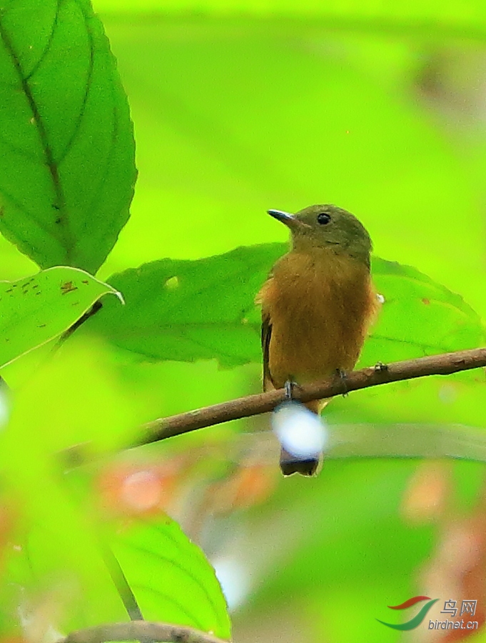 ������lCinnamon Manakin-Tyrant