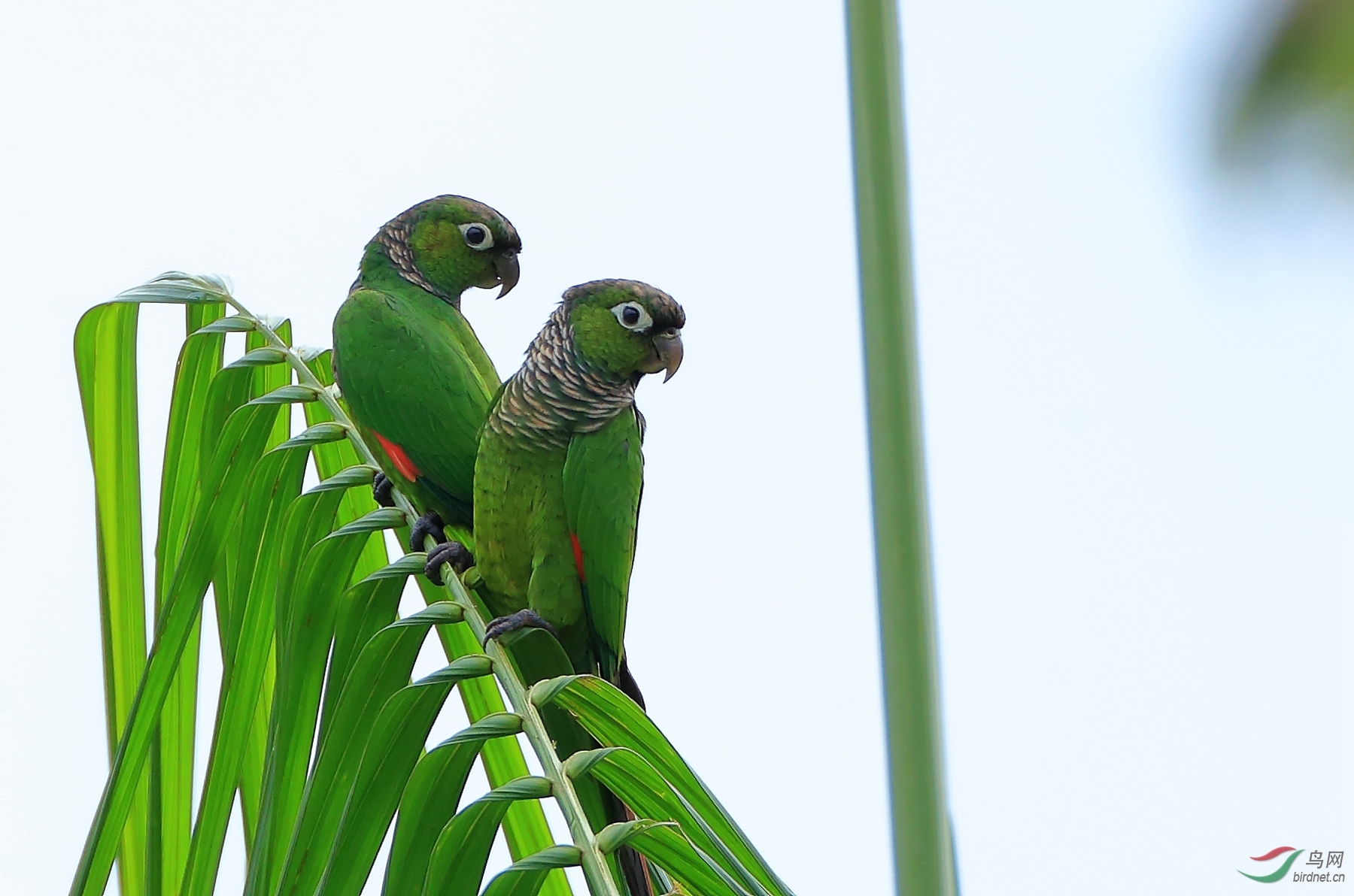 ��β�и�Maroon-tailed Parakeet