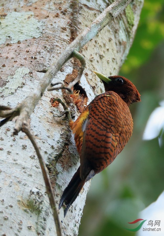 ������ľ��Scale-breasted Woodpecker