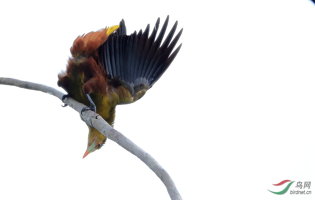 �������Green Oropendola