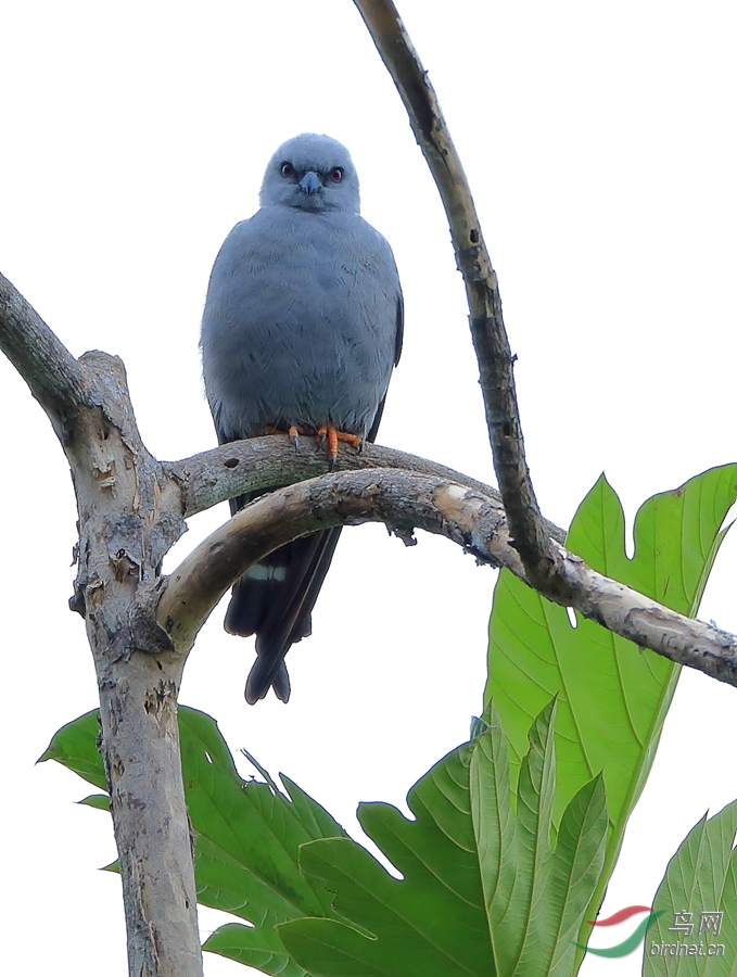 �������SPlumbeous Kite