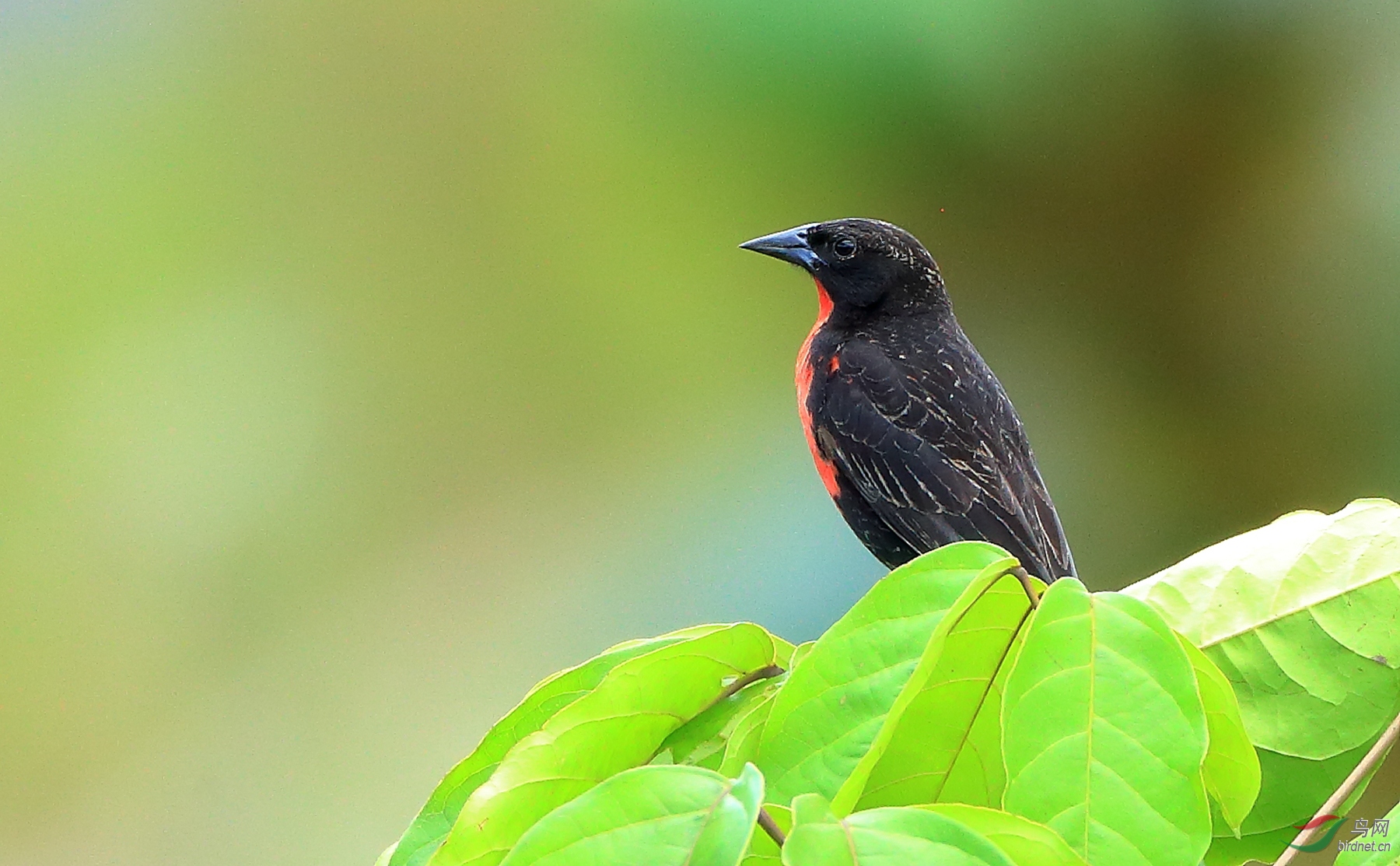 ���Ͳݵ���Red-breasted Meadowlark
