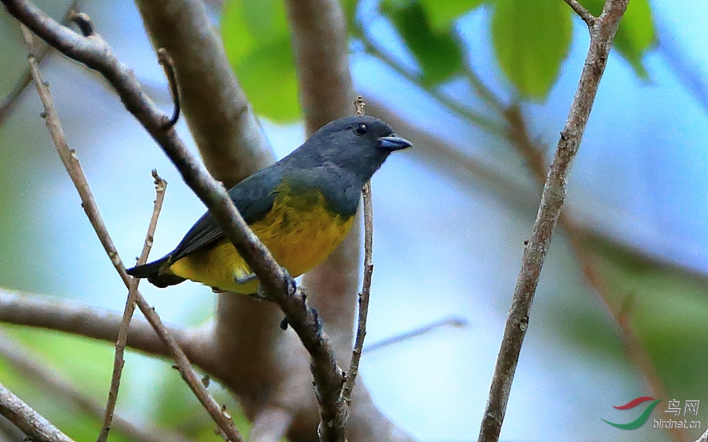 Ǧ�Ҹ�ȸPlumbeous Euphonia