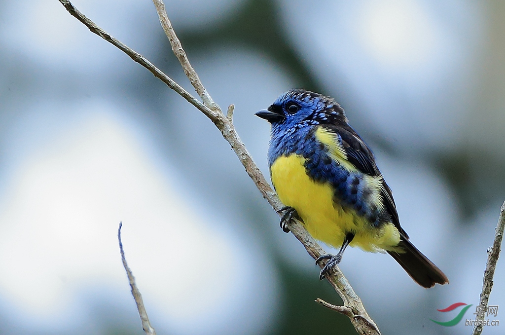 �����Ƽ���ȸTurquoise Tanager