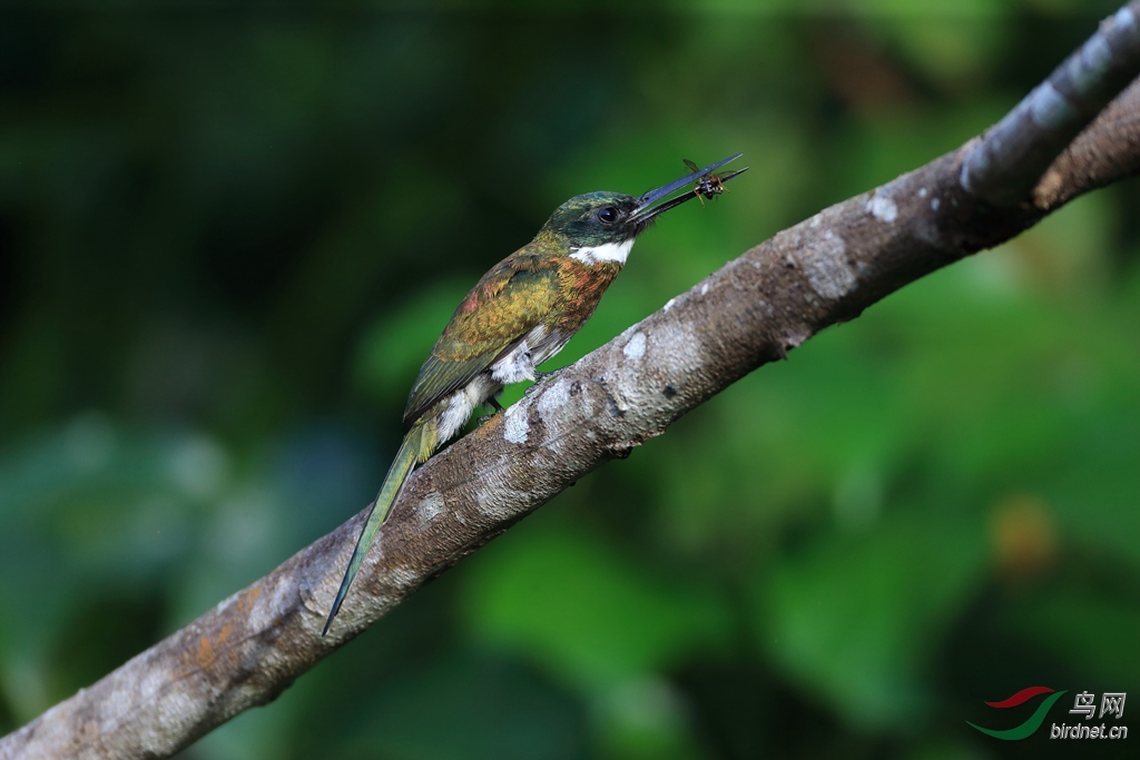 ͭɫ�l��Bronzy Jacamar