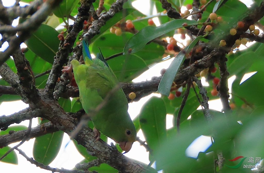 ���������и�Cobalt-winged Parakeet