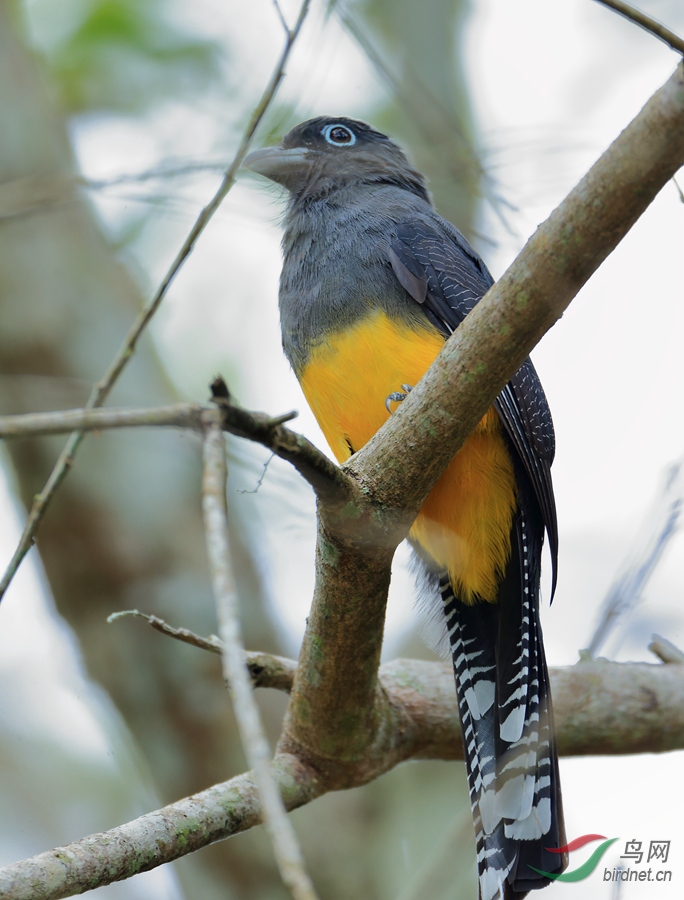 ����ѷ����ҧ��Amazonian Trogon
