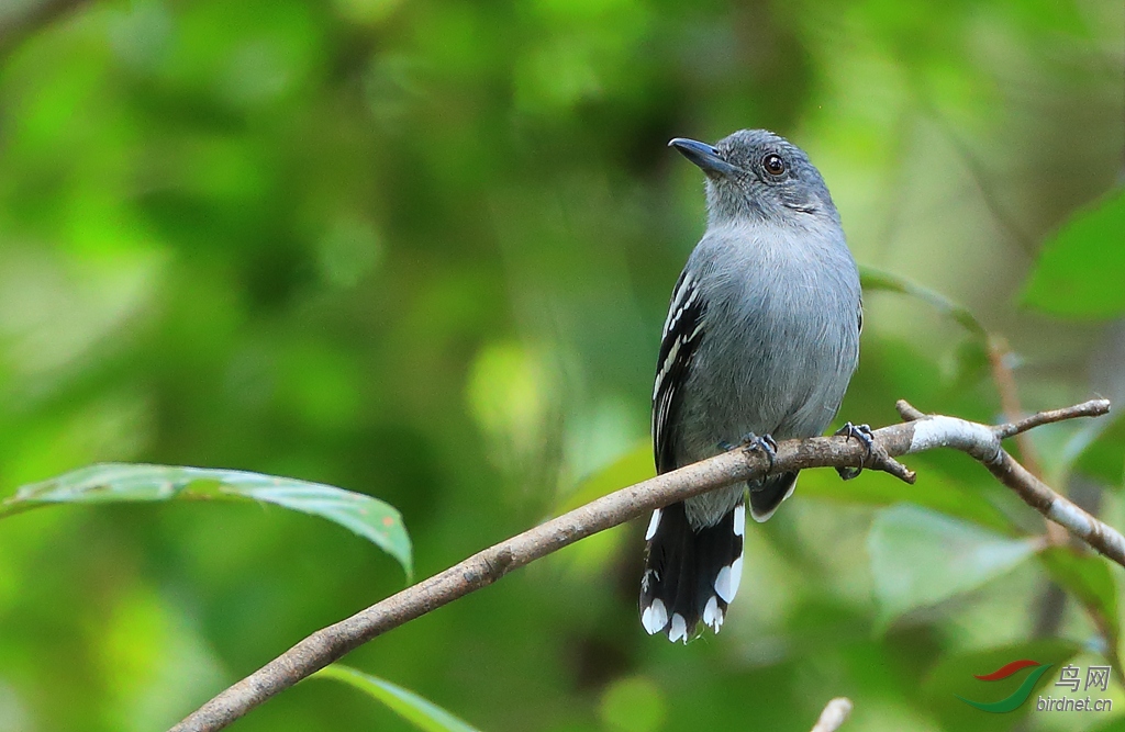 ����ѷ���GAmazonian Antshrike